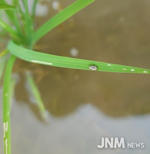 저온으로 수도작 물바구미 발생, 방제 철저 당부