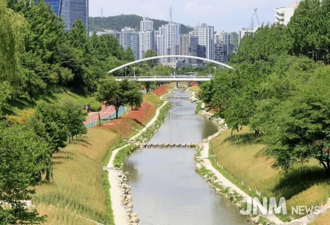 월드컵천 황금보리밭 전경