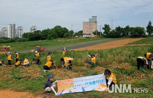 15일 'HO-스쿨팜 가족봉사단'이 향남읍 친환경 마늘 농장에서 친환경 작물 수확 체험 봉사활동을 하고 있다.