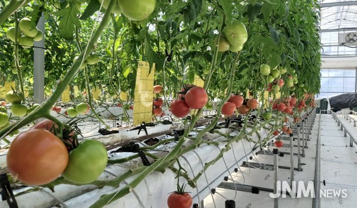 대전농기센터 스마트팜 토마토 50kg 진잠동 소외계층에 전달