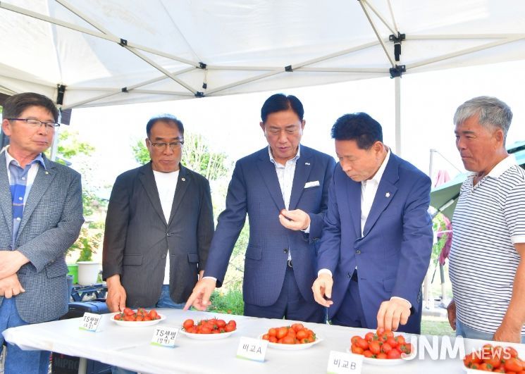 신품종 방울토마토 시범재배