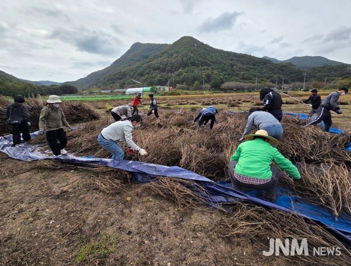 금산군청 민원지적과 가을철 농촌일손돕기 봉사활동 모습