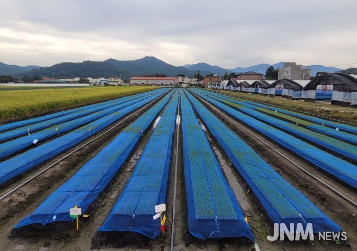 양파 노지 육묘