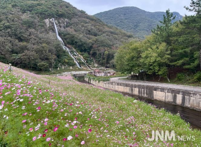 단풍과 코스모스가 어우러진 선운산, 가을 힐링 명소 인기