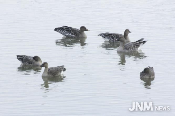의왕 조류생태과학관, 멸종위기종‘큰기러기’왕송호수에 찾아와