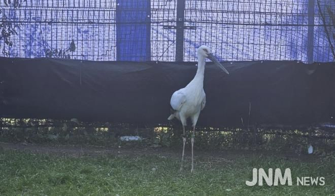 일본에서 도입된 황새 2마리(암컷, 수컷), 황새를 진찰 중인 수의사