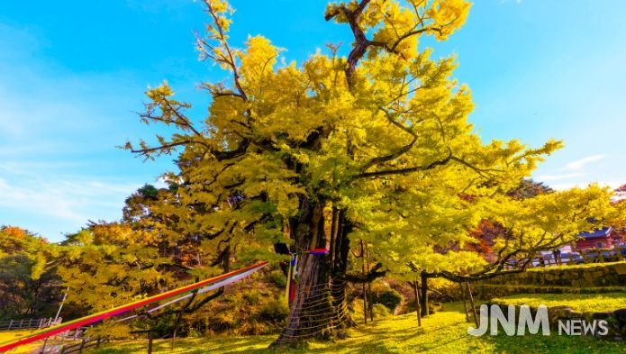 영동군 영국사 은행나무