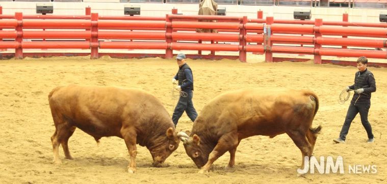 2025년 청도군 전국 민속 소싸움대회 성황리 종료