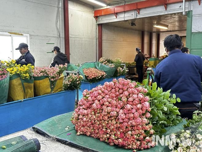 장미 농가 사진