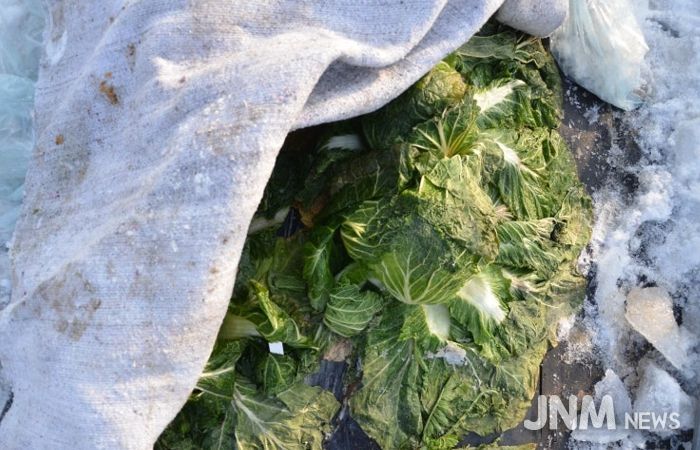 수확 중인 김장용 무·배추 한파 대비해야