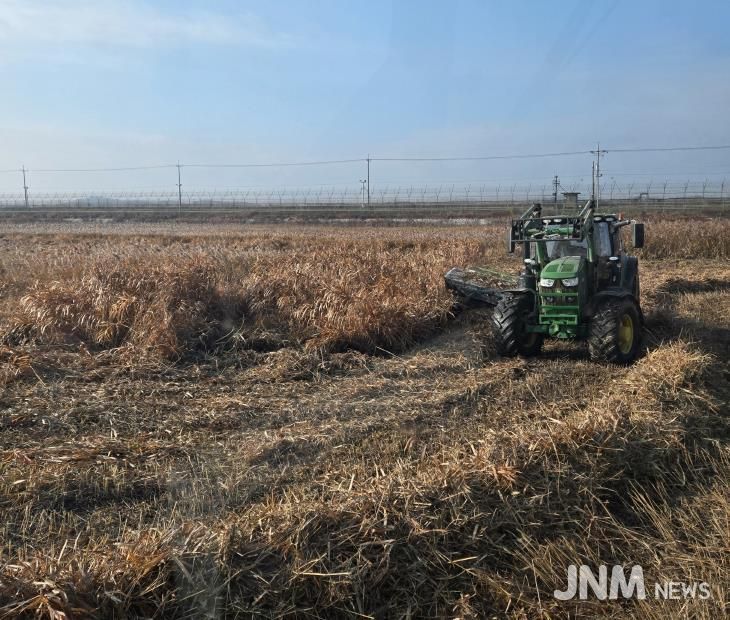 한강하구 자생 갈대 수거