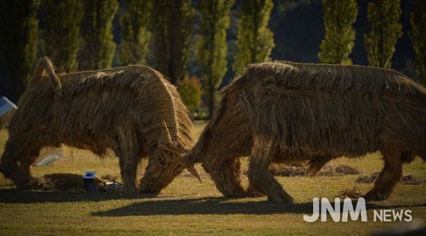 짚 황소 머리를 맞대고 싸우는 소를 짚을 활용하여 역동적으로 표현(사진제공=아름다운강천 사회적협동조합)
