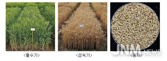 ‘이룸’ 품종 사진