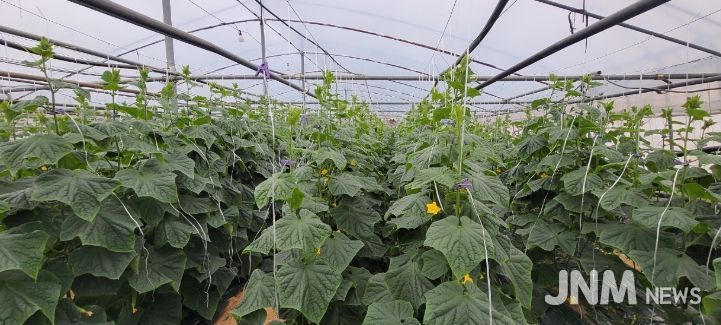 “순천 오이” 본격 출하