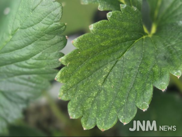 점박이응애 피해를 본 딸기잎(노란 반점)