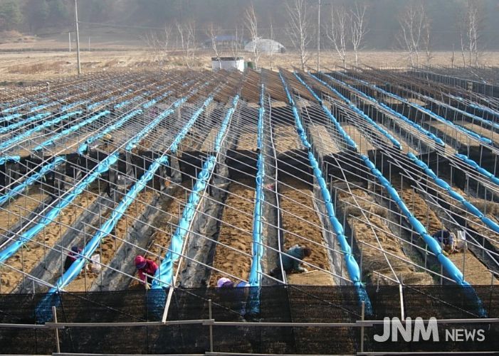 눈이 쌓이지 않도록 차광망을 말아놓은 인삼밭