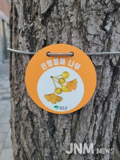 은행나무 관리를 위한 ‘열매 표찰’ 설치 모습
