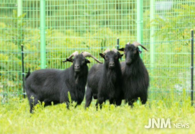 흑염소(제공: 국립축산과학원 가축유전자원센터)
