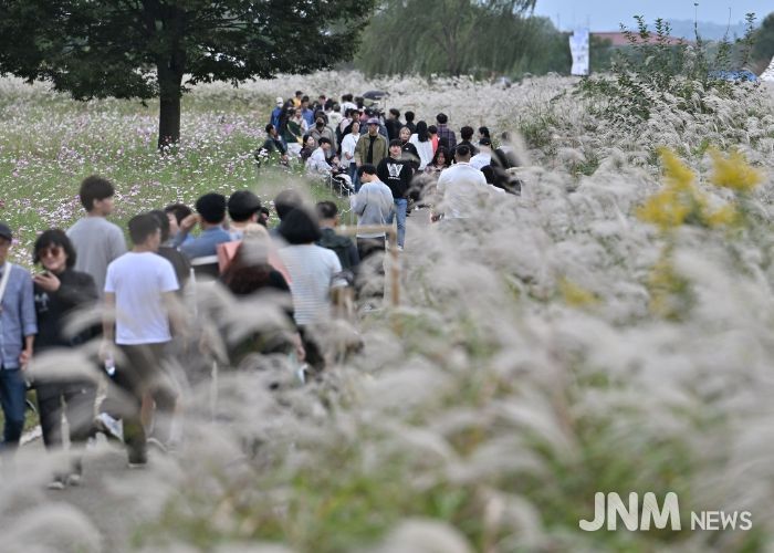 광주서창억새축제, 10만명 발길…18억원 경제효과