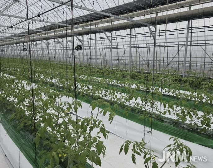 과채류 품질향상 사업을 지원받은 딸기 재배 농가의 모습