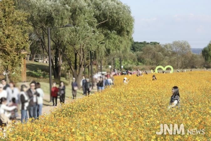 2025 창릉천 코스모스 축제
