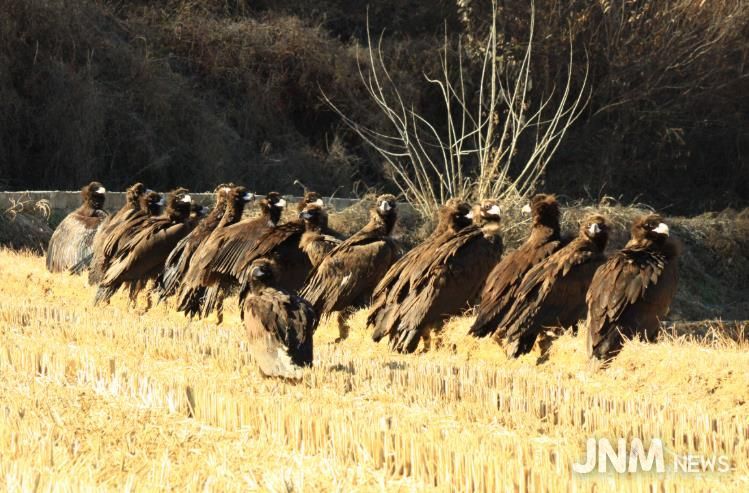 남원 보절면 신파제 일원에 천연기념물 독수리 100여 마리 2년째 월동