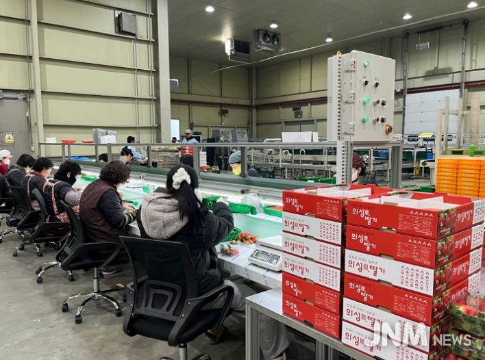 의성군, ‘의성眞 딸기’ 본격 출하