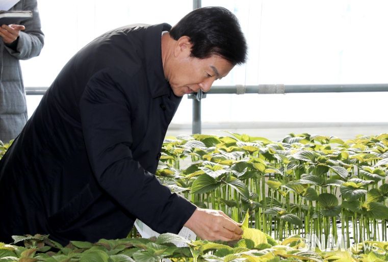 박범인 금산군수 깻잎농가 현장행정 모습 등