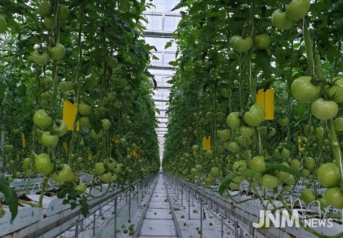 토마토 재배