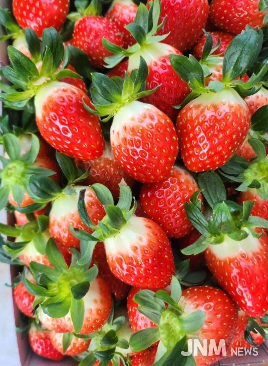 영광군, 딸기 수경재배 시험 ‘실증