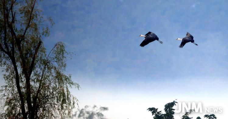 순천만습지 하늘 위의 수묵화 같은 흑두루미