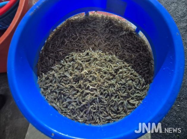 ‘녹조를 사료로’ 전북자치도·국립생태원, 토하 친환경 양식기술 특허 3건 공동 출원