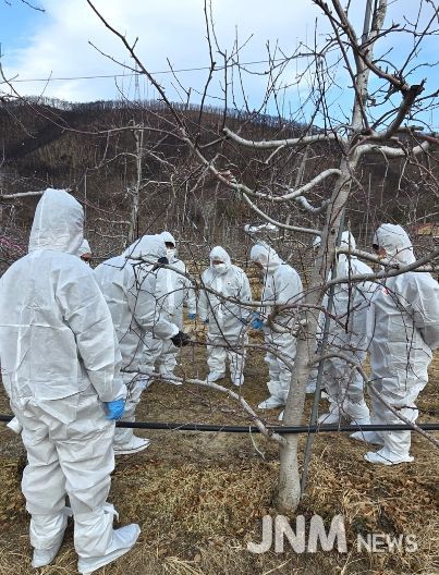 영덕군 예찰·방제단 화상병 궤양제거 현장 교육 모습.