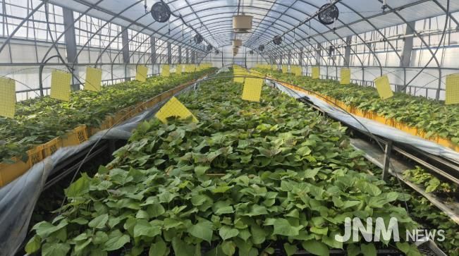 서산시 농업기술센터 내 시설에서 배양·증식되고 있는 고구마 무병묘