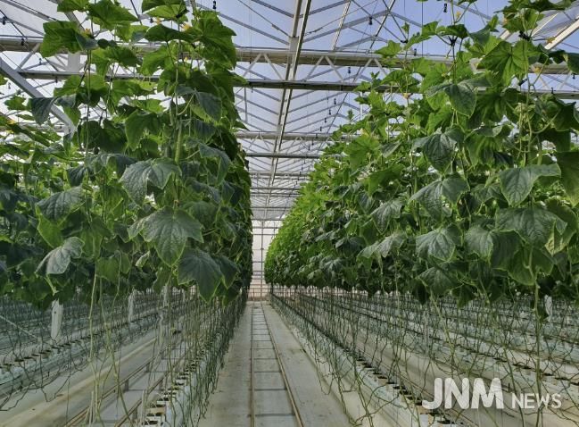 상주시 수경재배 분석 이용 농가수 58% 늘어