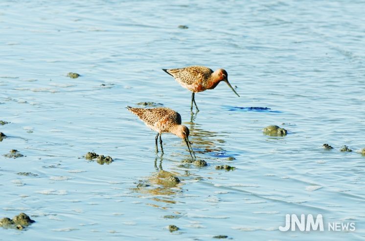 순천만습지 도요새